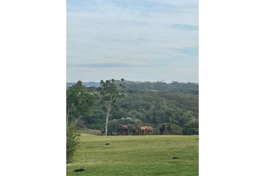 4 Bedroom Property for Sale in Olivewood Private Estate and Golf Club Eastern Cape